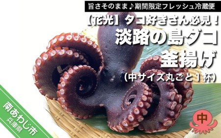 【花光】タコ好きさん必見！淡路の島ダコ釜揚げ（中サイズ丸ごと1杯）【旨さそのまま♪期間限定フレッシュ冷蔵便】
