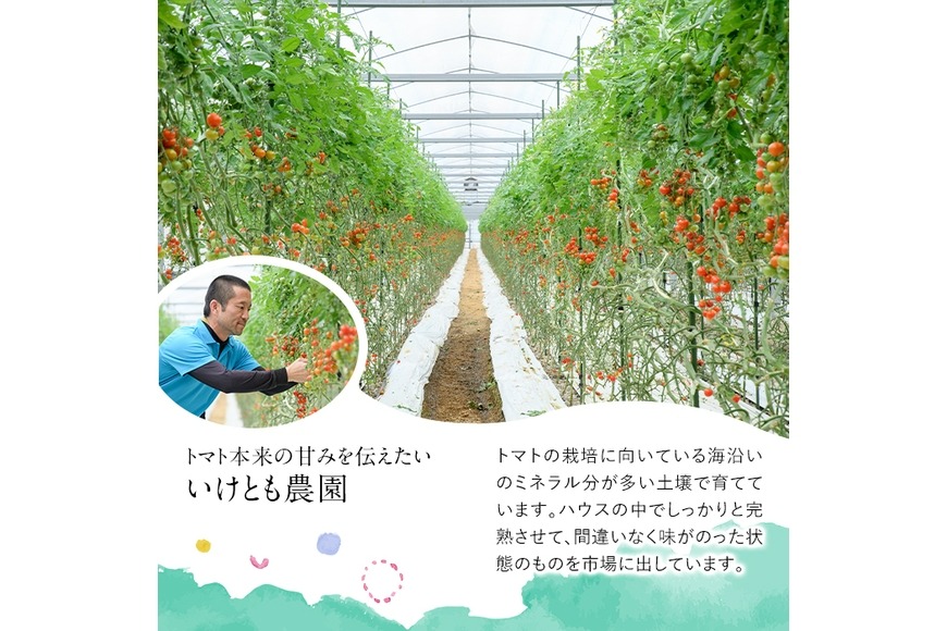 訳あり 規格外 数量限定 門川町産 ミニトマト(計3kg)  訳あり 規格外 数量限定 門川町産 ミニトマト 期間限定 生活応援 とまと 野菜 ミックス 生 旬野菜 冷蔵 小鈴 キャロルパッション プレミアムルビー アイコ 【いけとも農園】【X-10】