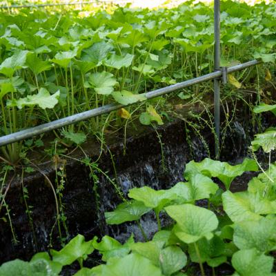 ふるさと納税 津和野町 【島根わさび】わさび醤油漬・わさび味噌漬・わさび粕漬〈3種味比べセット〉 |  | 03