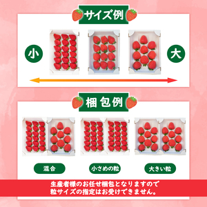 【2026年先行予約】 いちご 大粒 9～18粒 2箱 【 いちご 】
