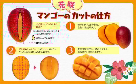 【先行予約】西都産完熟マンゴー 2L×2玉　鉢植栽培　2026年発送分＜1.5-130＞果物 くだもの フルーツ 宮崎県西都市 4月下旬～8月中旬の順次発送