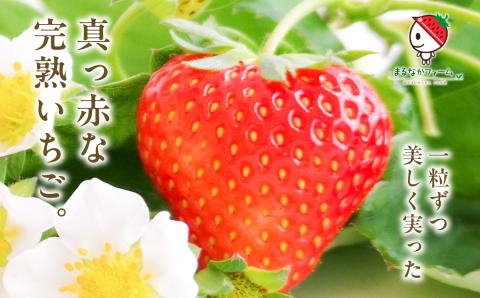 《2026年3月以降順次発送》まるなかファーム　ギフトボックスC 【まるなかファーム株式会社】
