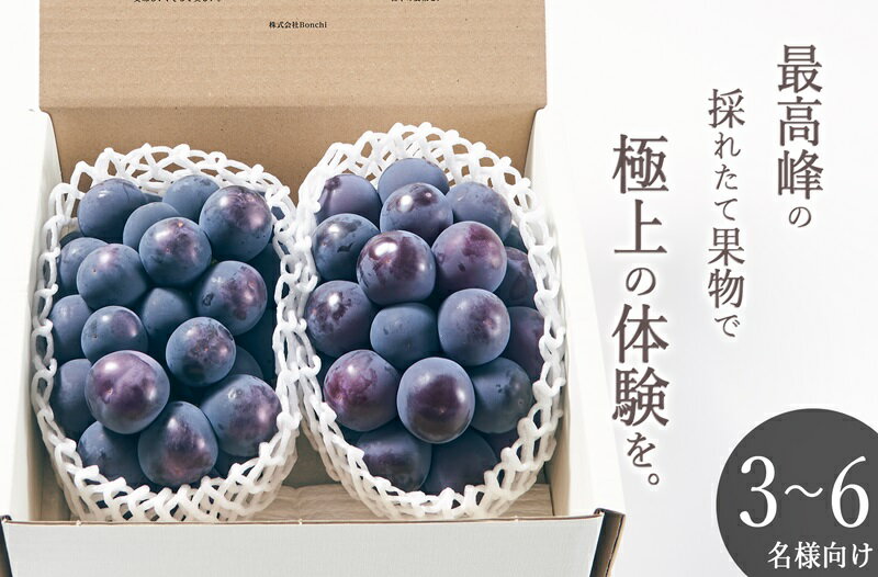 【ふるさと納税】 ぶどう ピオーネ 約1.1kg 2房 果物 フルーツ 葡萄 黒ぶどう 2025年発送 甲州市産 大粒 種無し 産地直送 数量限定 期間限定 8月 9月 発送 贈答 ギフト 家庭用 自然農法 山梨 （BNC） 【C5-450】