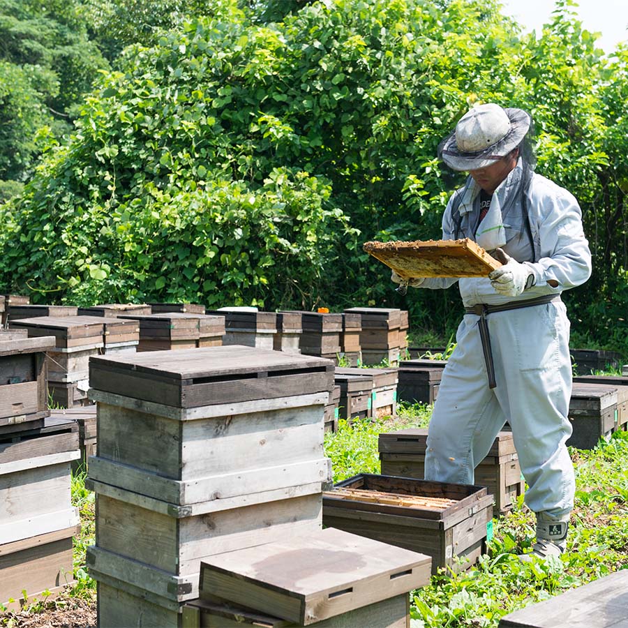 ＜渡辺養蜂場＞自家採り国産 天然熟成アカシヤ巣蜜