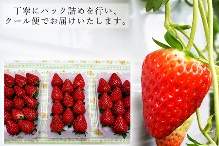 【先行予約】【4月発送】奈良県の高級イチゴ「古都華」 /// 古都華いちご古都華いちご古都華いちご古都華いちご古都華いちご古都華いちご古都華いちご古都華いちご古都華いちご古都華いちご古都華いちご古都華