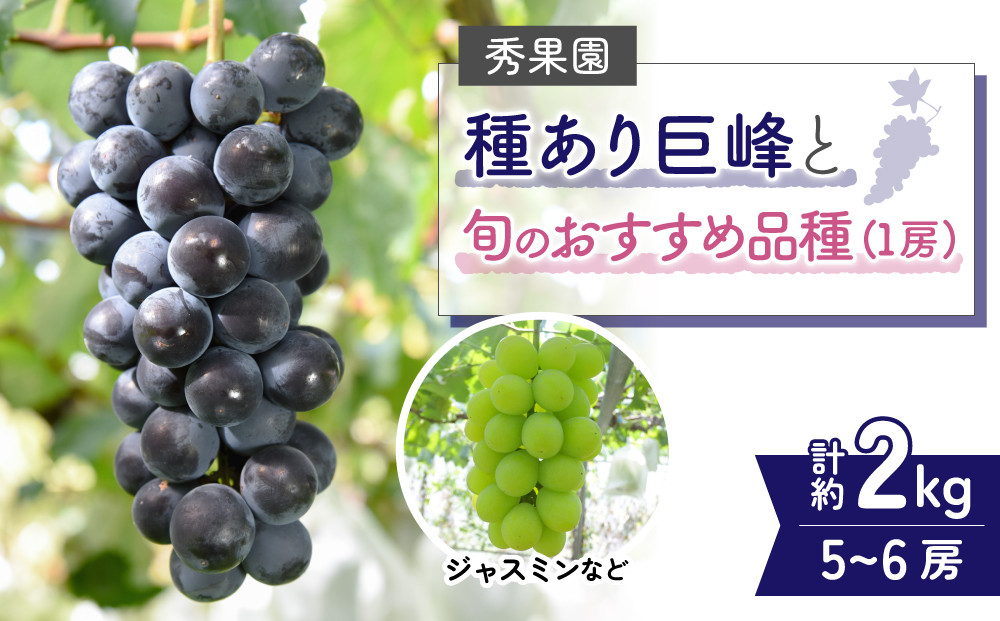 
            【先行受付2025年発送】種あり巨峰と旬のおすすめ品種（１房） 計5~6房 （約2kg）｜秀果園　※2025年9月~10月順次発送
          