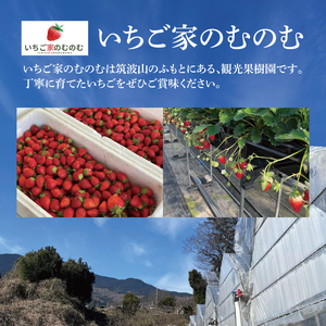 【数量限定】【離島配送不可】いばらキッス 2パック/箱【茨城県共通返礼品/石岡市】【いちご イチゴ 苺 果物 くだもの  フルーツ 茨城県オリジナル品種 茨城県】（LX-1）