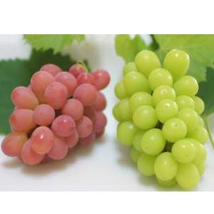 【2026年発送】サンシャインレッド＆シャインマスカット 贅沢2色食べ比べ 計1kg 【農福連携】【配送不可地域：離島】【1690334】