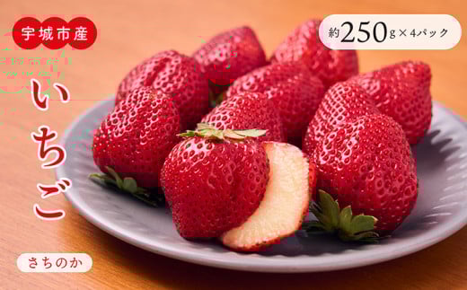 【4月発送】 先行予約 宇城市産いちご「さちのか」約250g×4パック 2026年4月上旬発送予定 【わたなべいちご園】