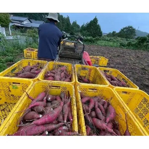 本格 芋焼酎 腰折れ 36度 700ml×2本 セット 瓶 山口智充 ぐっさん ラベル 直筆 化粧箱入り 焼酎 芋焼酎 芋 紅はるか お酒 酒 アルコール 黒麹 晩酌 糖質ゼロ プリン体ゼロ こしおれ
