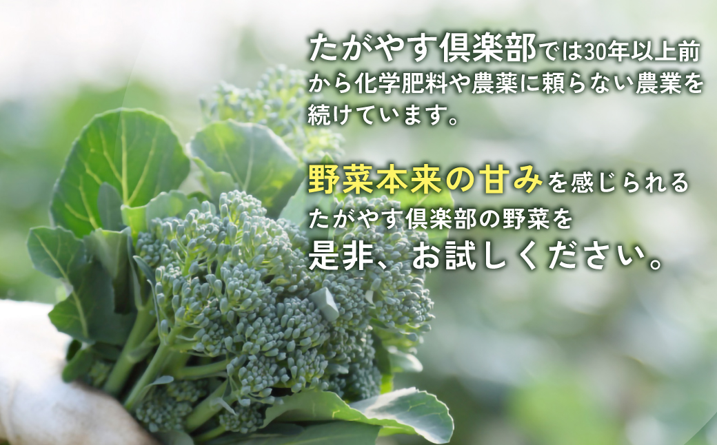≪12か月定期便≫有機農業の第一人者 たがやす倶楽部 齊藤 完一さんの「季節の野菜セット」  SMCL012