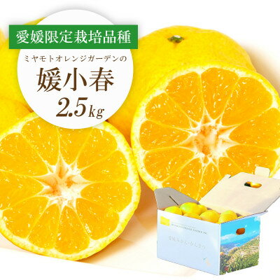 【ふるさと納税】【2026年1月下旬頃より順次発送】希少柑橘 媛小春(ひめこはる) 2.5kg【E25-144】_ みかん 蜜柑 ミカン 柑橘類 柑橘 フルーツ　果物 くだもの 人気 美味しい 愛媛県 八幡浜市 ふるさと 【1378626】