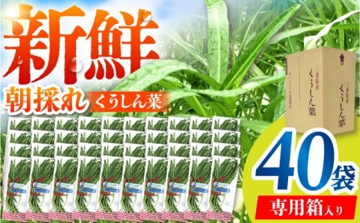 新鮮朝採れ くうしん菜 大容量パック 40袋 / 亀山市 / グリーンハウス吉田 [AMCD002]