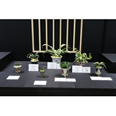 【ふるさと納税】 体験 観葉植物 おもと講座と植え替え体験 徳川家康公の運気を上げた縁起物 万年青付き [豊明園 愛知県 岡崎市 ok23bzw650002] おもと 万年青 盆栽 植え替え体験 講座 徳川家康 縁起物 植物 盆栽