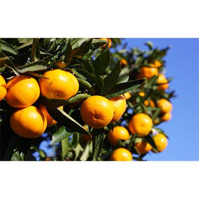 ふるさと納税 観音寺市 【発送月固定定期便】フジカワ産地直送便・季節の彩どり柑橘セット全5回