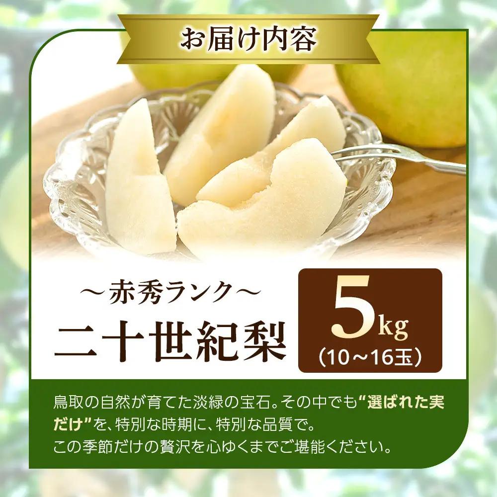 【先行予約】数量限定 二十世紀梨 5kg 梨