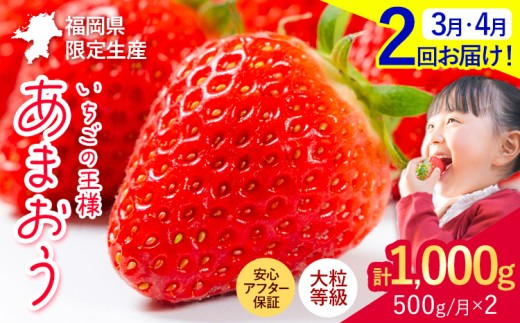 【2ヶ月定期便】いちご あまおう 先行予約 500g (約250g×2パック) くだもの 果物 【着日指定不可】《2027年3月・4月頃出荷予定》あまおう 福岡 果物 フルーツ