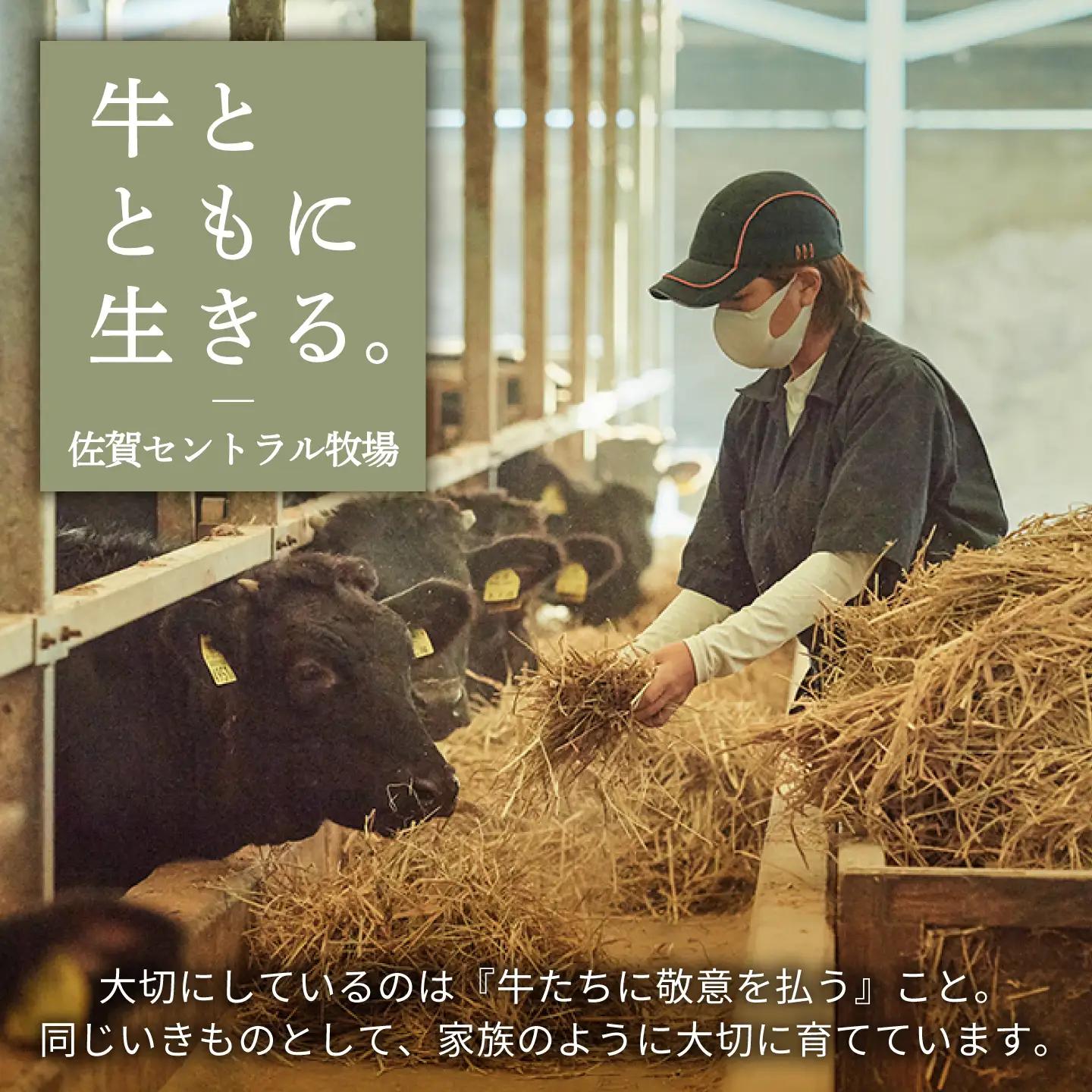 人気返礼品セット！手ごねハンバーグ 4個＆しろいし牛 サイコロステーキ 500g 佐賀セントラル牧場 [IAH116]