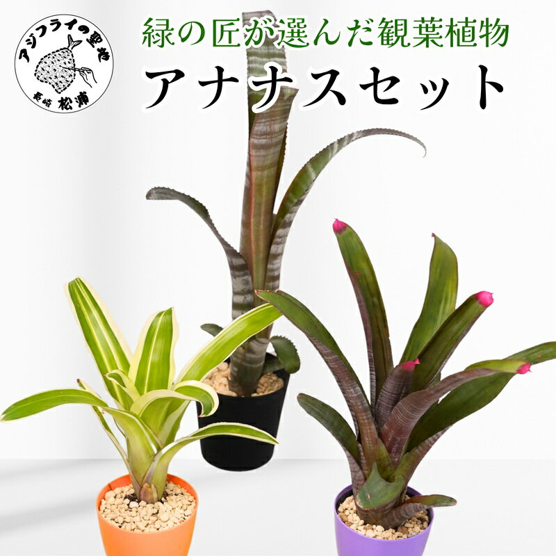 【ふるさと納税】緑の匠が選んだ観葉植物 素敵な空間づくりに アナナス3種セット【B8-029】