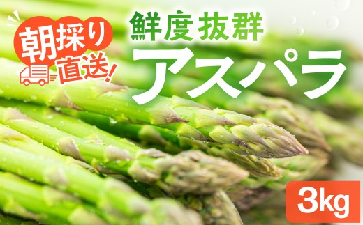 【2026年発送・先行受付】ひだっこアスパラ 3.0kg  | アスパラ アスパラガス 飛騨産 野菜 春 夏野菜 産地直送 新鮮アスパラガス 食品 おいしい 人気 アスパラ あすぱら アスパラガス 産直 あすぱらがす アスパラ アスパラガス 採れたて ひだっこの里 CM005VC01