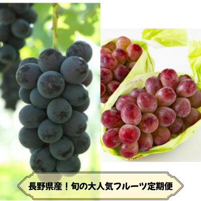 【ふるさと納税】【発送月固定定期便】長野の果物 ナガノパープル+クイーンルージュ全2回【配送不可地域：離島】【4081267】