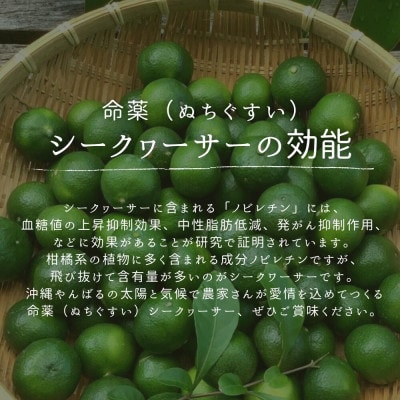 【2026年9月頃から順次発送】道の駅 ゆいゆい国頭が厳選した青切りシークヮーサー3kg