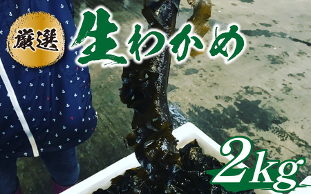 【先行予約】生わかめ 2.0kg※2026年4月上旬ごろ順次発送｜北陸 厳選 わかめ [B-018004]