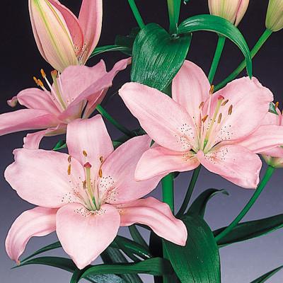 ふるさと納税 えびの市 すかしユリ球根 桃花 16球