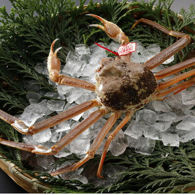 【ふるさと納税】【先行予約】鳥取県産 タグ付き 活 松葉がに 500g×1杯(中村商店)25年12月・26年1月発送【配送不可地域：離島・北海道・沖縄県・東北・信越、北陸】【1692722】