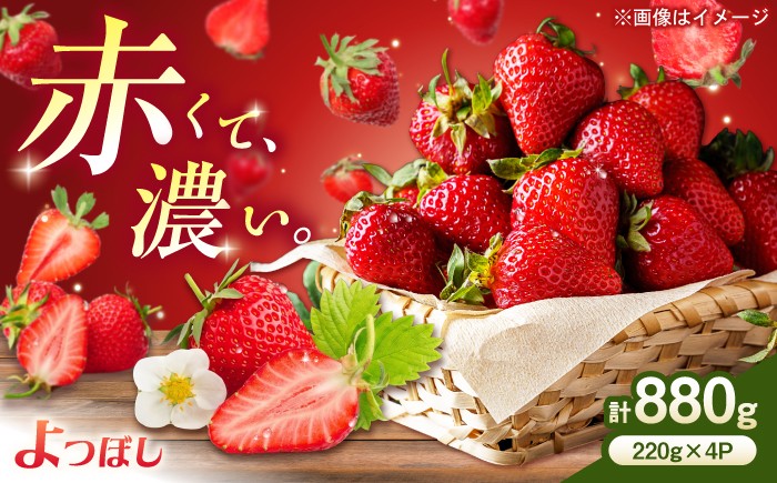 
                  【2027年1月中旬発送】中まで真っ赤！極あまいちご「よつぼし」880g（220g×4パック） / イチゴ 苺 フルーツ 果物 旬 strawberry / 佐賀県 / 株式会社しもむら農園 [41AHAH010]
                