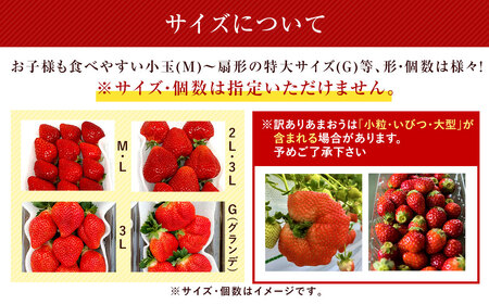 うるう農園のあまおう 4パック ＋ 1パック 合計5パック（約1425g） 訳あり あまおう （小粒・いびつ・大型） 【2026年3月上旬～4月上旬発送予定】 苺 いちご イチゴ 果物 フルーツ デザ