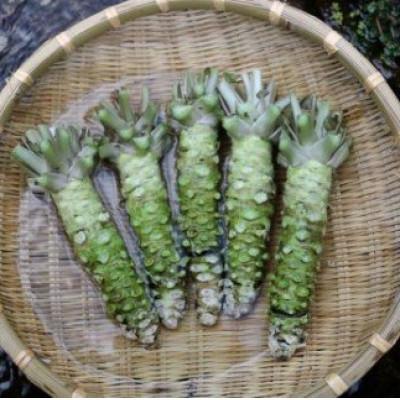 ふるさと納税 遠野市 【生産者直送】宮守特産わさび(生) 200g(3〜4本)