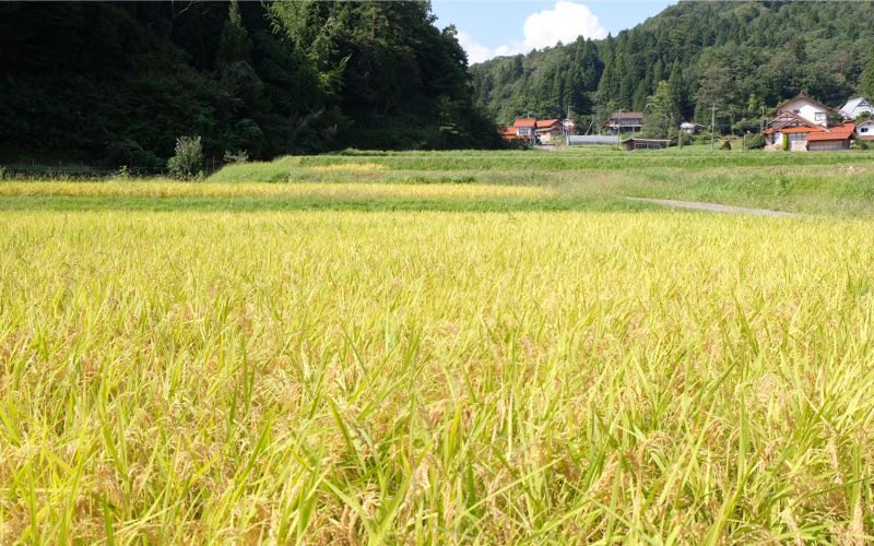 令和6年産【定期便6回】石見高原みずほ米コシヒカリ 無洗米仕上 3kgx6回