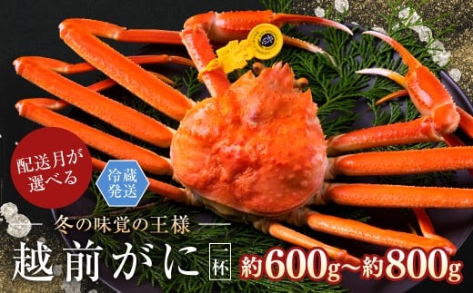 【2025年1月発送・月指定可】越前がに（オス）「ずわいがに」中サイズ（600g～800g） 1杯