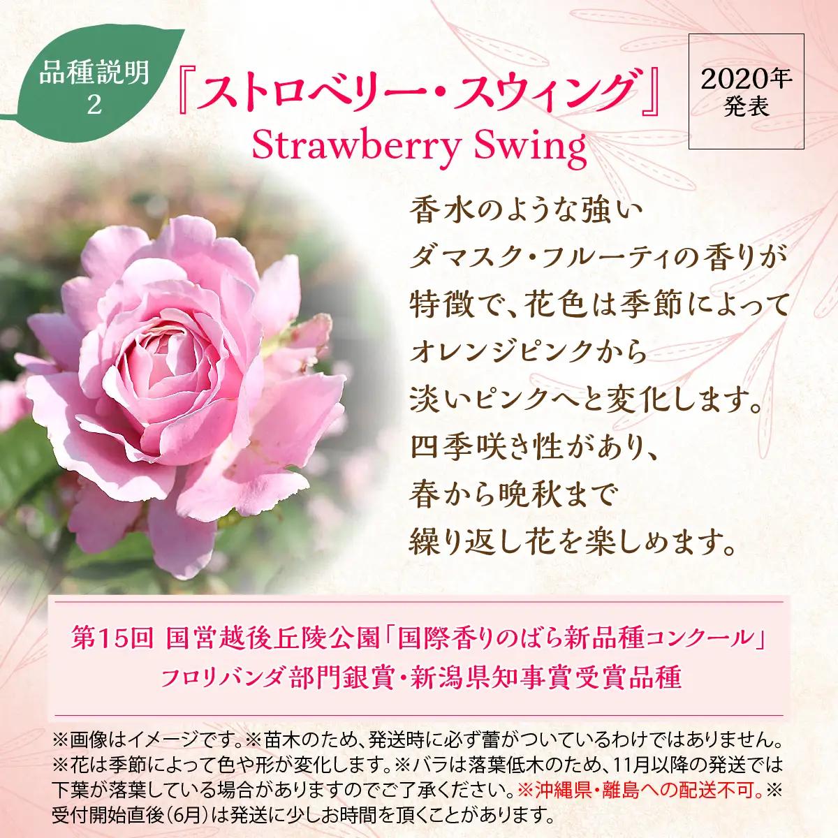 【Apple Roses】バラ苗『ストロベリー・スウィング』新苗育成苗6号ポット植え HNNH021