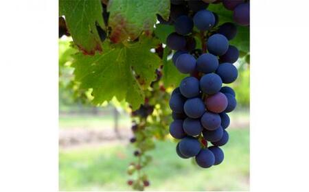 ぶどう 2026年  甲斐ノワール（ぶどう）約800g 農薬散布無し ハウス栽培  ブドウ 葡萄  岡山県産 国産 フルーツ 果物  ばんの農園