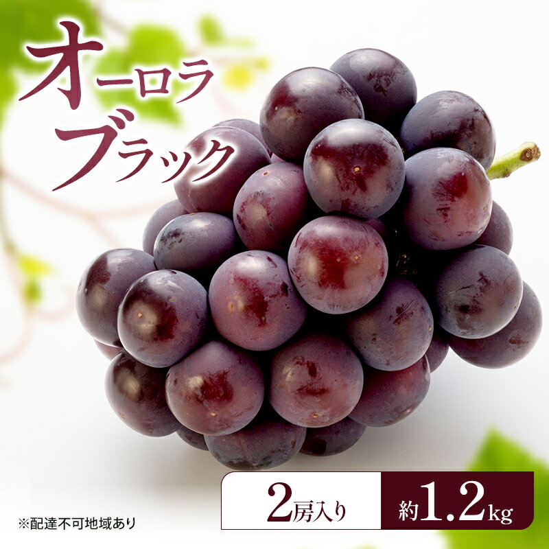 【ふるさと納税】ぶどう 2026年 先行予約 オーロラブラック (2房) 約1.2kg 岡山県 赤磐市 ブドウ 葡萄 果物 フルーツ　お届け：2026年8月20日～2026年9月10日