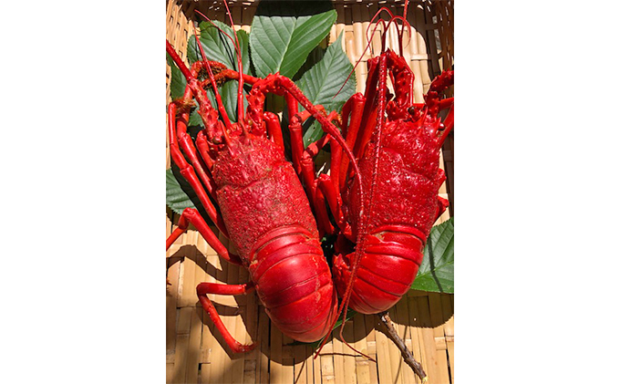 漁師直送　冷凍浜茹で伊勢海老1キロ　 伊勢エビ 冷凍