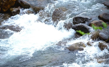 新米 先行予約 有機JAS認証 コシヒカリ 玄米 5kg 「八木ヶ鼻舞い」 令和7年産 オーガニック 新潟県三条市産 コシヒカリ こしひかり 【019S020】