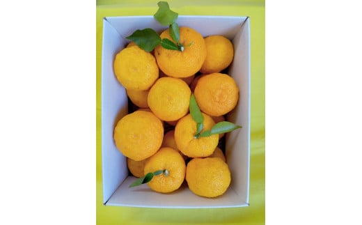 【2025年発送分】ゆず（優良品）フルーツとして食べられるゆず 約2.4kg 11月以降発送予定　えぐみの無い柚子本来の味　ゆず 柚 ユズ 柚子 生ゆず 生ユズ