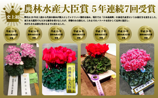 【先行受付】シクラメン 色おまかせ 5号×2鉢｜花ギフト 花苗 鉢植え【53850-011-02】