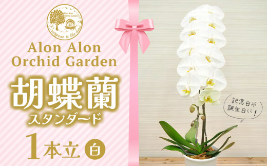 胡蝶蘭（スタンダード）１本立／NPO法人Alon Alon　花 胡蝶蘭 コチョウラン 1本 おすすめ 生花 スタンダード 鉢植え 障がい者 自立支援 高品質 贈答用 ギフト 贈り物 プレゼント お祝い 御祝い 開店祝い 就職祝い 卒業 入学 誕生日 敬老の日 父の日 母の日 慶弔花 記念日 有名企業 著名人 Alon Alon 千葉県 富津市 送料無料