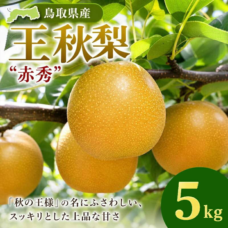 【ふるさと納税】鳥取県産 王秋梨 “赤秀”5kg（6〜8玉入）鳥取県 鳥取県産 大山町 大山 梨 果物 フルーツ ナシ 甘い 果汁 和梨 箱 甘み くだもの 国産 赤秀 青秀 王秋梨 なし 果実 数量限定【発送10月中旬～11月下旬】MS-113