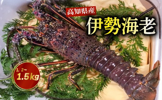 活き 伊勢海老 高知県産 1.2kg ～ 1.5kg NS012 ( えび エビ いせえび 高級 鮮魚 イセエビ 海鮮 魚介 刺身 焼き物 汁物 ギフト 贈答 贈り物 祝い 歳暮 中元 高知 天然 海の幸 高知県 須崎市 )