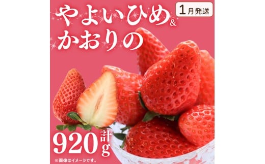《1月発送》 先行予約 訳あり いちご やよいひめ かおりの 2種セット 920g  苺 ストロベリー 果物 フルーツ ケーキ ゼリー ジュース アイス シャーベット チョコ フルーツサンド いちご大福 大福 洋菓子 和菓子 スイーツ デザート ジャム 不揃い 規格外 家庭用 甘い 人気 おすすめ お取り寄せ グルメ 徳島県 阿波市 Berry Mate Farm