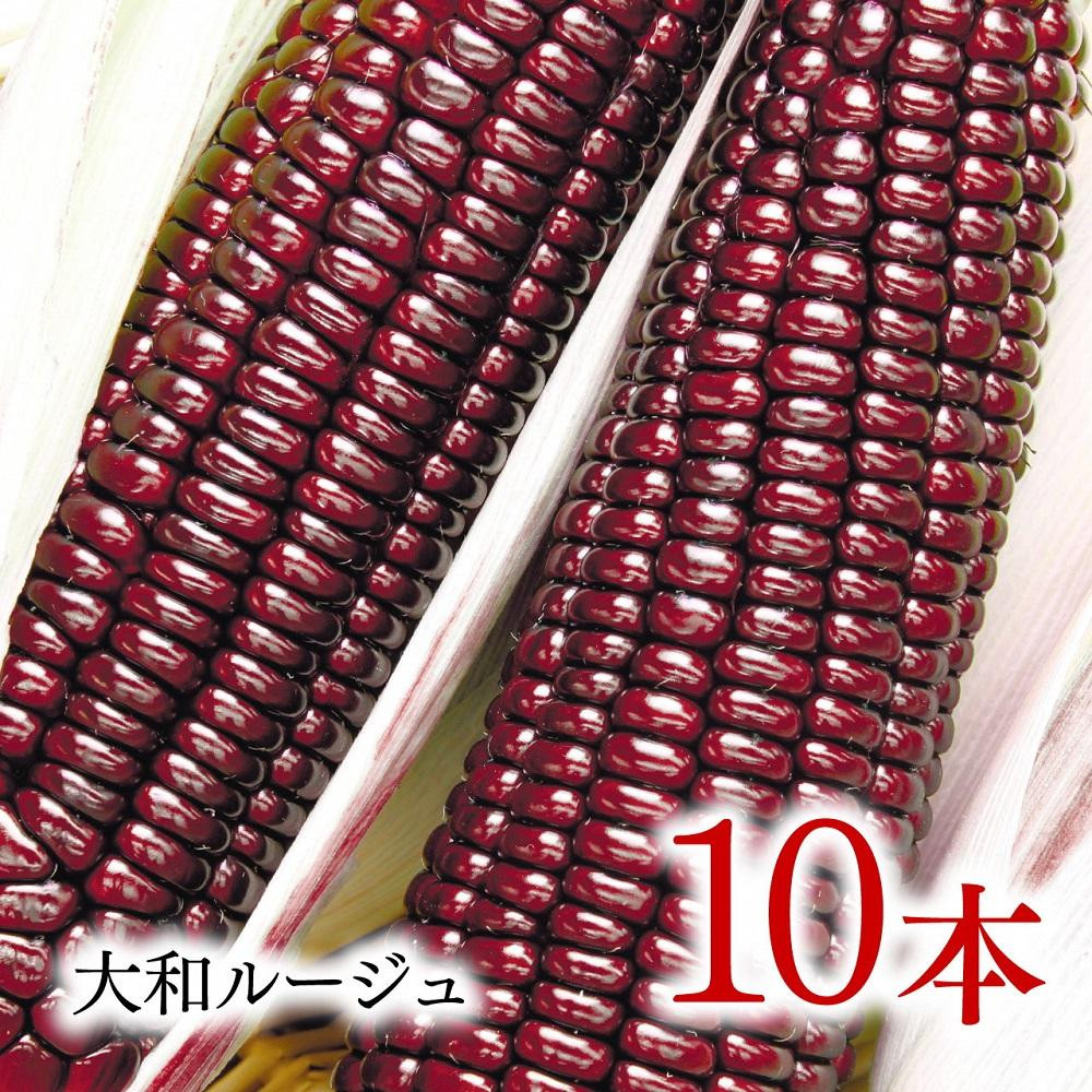 
            数量限定 先行予約 大和ルージュ10本 とうもろこし 2025年8月中旬～9月発送 トウモロコシ スイートコーン  期間限定 産地直送 甘い アントシアニン アンチエイジング
          