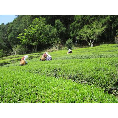 ふるさと納税 川根本町 生粋川根茶(17)澤本園の「川根大はしり」100g袋×2本 |  | 03