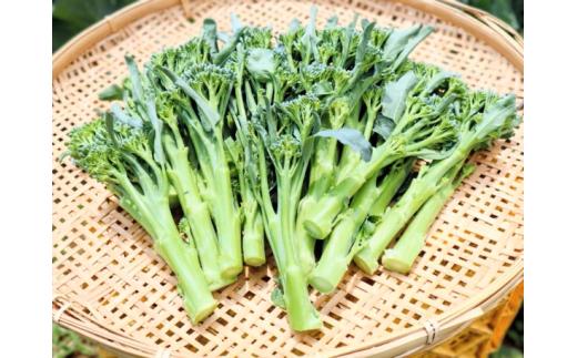 【大好評♪】 箱いっぱい入れます　茎ブロッコリー（約1,300g）『from 名水の里 秦野』006-28-1