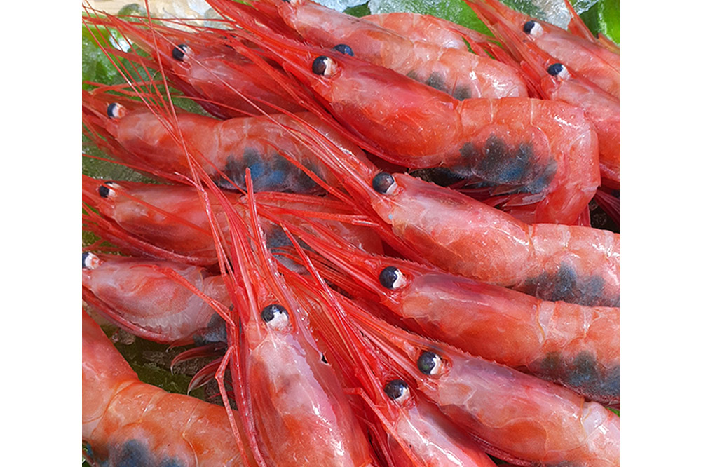 《先行受付 2026年4月上旬より発送》産地直送 ナンバンエビ 約1kg！ ぷりっぷりでとろける甘さ お刺身や海鮮丼に 秋田県 男鹿市 萬漁水産