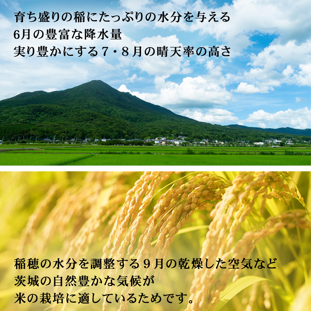 ＜ 新米 ＞ 令和7年産 茨城県産 精米 特別栽培米 コシヒカリ 10kg （5kg×2袋） 白米 こしひかり 米 コメ こめ 単一米 限定 茨城県産 国産 美味しい お米 おこめ おコメ[EH33-